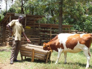 Ignatius Sifuna Rabutola feeds his dairy cow with silage from his farm