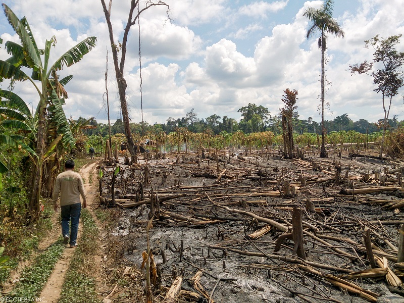 10 Years of REDD+ in Acre and its Impacts on Indigenous Women and Female  Extrativistas