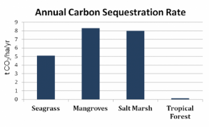 Seagrasses, Mangroves, and Salt Marshes store far more carbon than do tropical forests, and mangroves store the most of all. Source: The Climate Trust