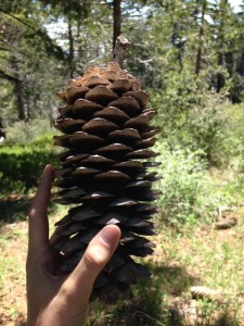 After the burn, viable cones are hard to find. Park managers are thinking about a seed exchange with Mexico to get species that are adapted to California's future climate.