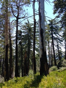 The 2003 Cedar Fire spared only a few hundred acres within the 25,000-acre state park.