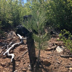 A shade screen helps this little tree keep its water.