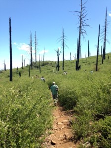 Without intervention, Cuyamaca Rancho State Park would probably be overrun by ceanothus brush for the foreseeable future.