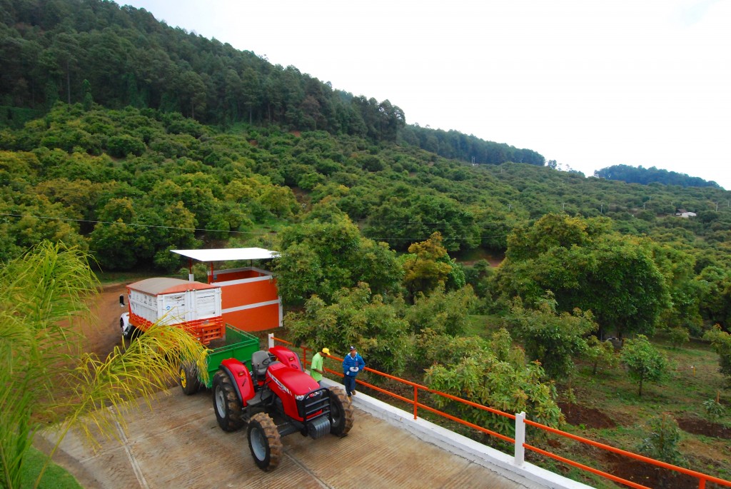 An avocado orchard in Uruapan, Michoacan