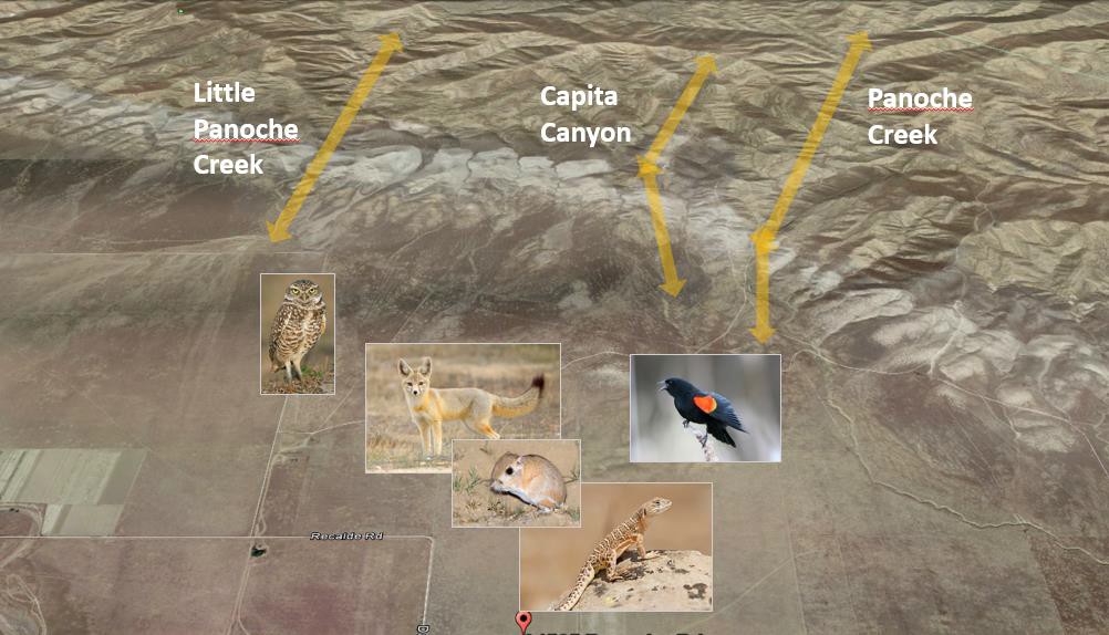 Five high-value species were identified for the Panoche Valley property.  Several of these were connected via migration corridors to populations in California's Central Valley.  This made the property especially desirable to regulators as a potential conservation bank.