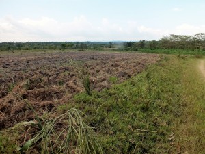 Most farms are devoid of trees -- and cows.