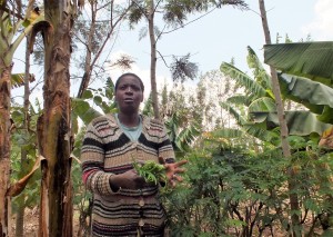 Prisca Mayende gathers fodder on her tree-dense farm