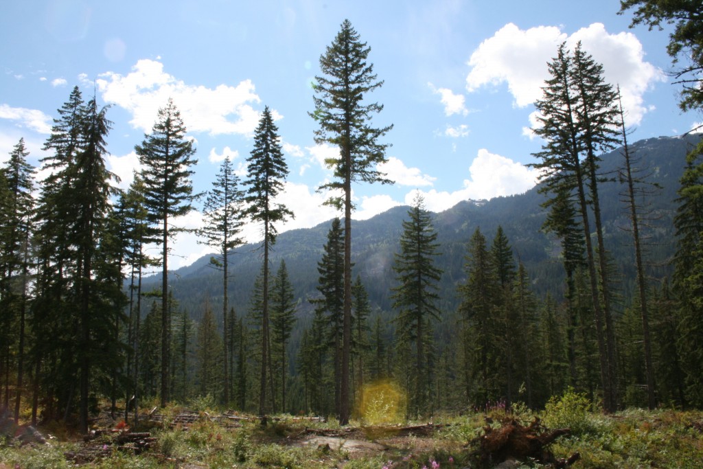 A sunny patch in Cheakamus Community Forest. | Photo by Joseph Pallant