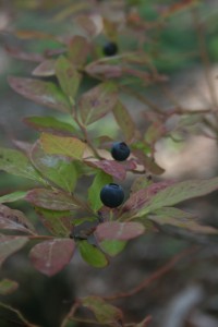 Wild blueberries in Cheakamus. | Photo by Joseph Pallant.