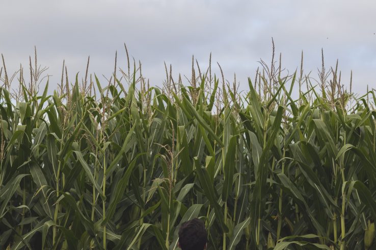 At Bonn Climate Talks, A Breakthrough On Agriculture