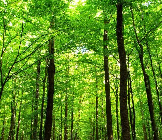 How Saving Forests Can Meet Climate Challenge