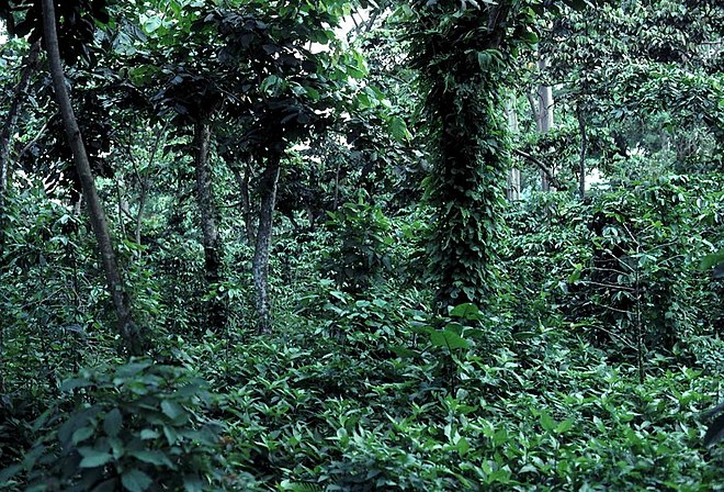 Shade coffee plantation in Guatemala.  The undergrowth is coffee, which is both protected and nourished by the larger shade trees. Photo Credit: John Blake, University of Florida
