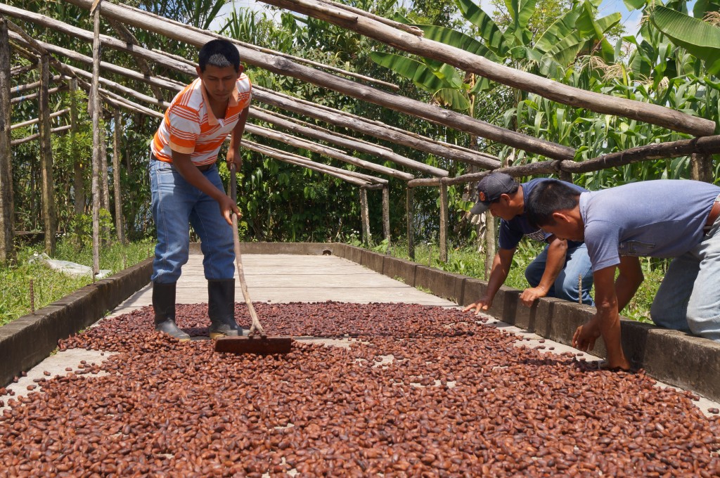Farmers spreading cacao beans