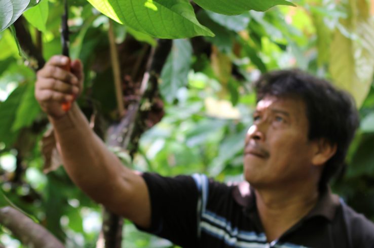 How The Rise Of Gourmet Chocolate Can Lift The Fortunes Of Small Farmers