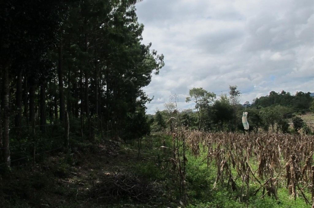 A forest plot by Don Alberto, a neighbor in Yaluma. Most farmers plant 2 hectares of maize for every one hectare of forest in the Scolel’te program.