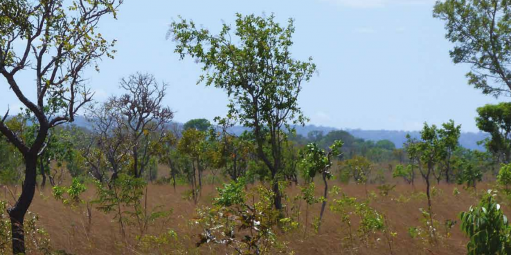 Major Soy Traders Get Low Grades For Cerrado Sourcing