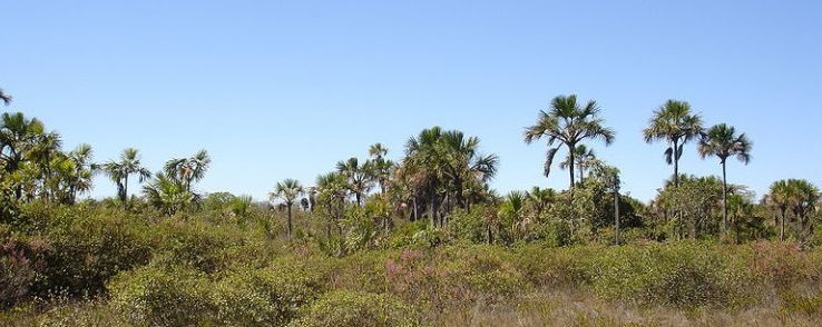 $5.6 Trillion Investor Coalition Throws Weight Behind Cerrado Conservation