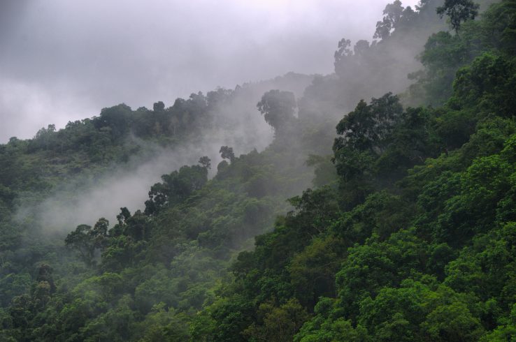 Connecting Indigenous Growers With Buyers Helps Save Forests And Lift Up Communities