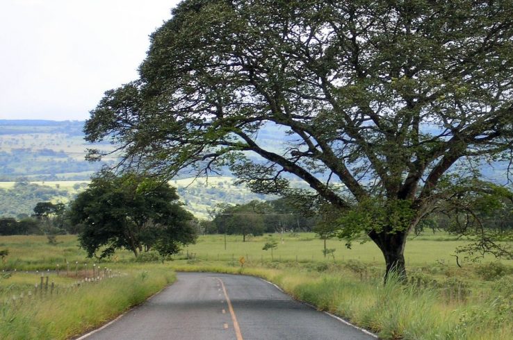 <em>Shades of REDD+</br></em>Rough winds do shake the darling buds of carbon markets