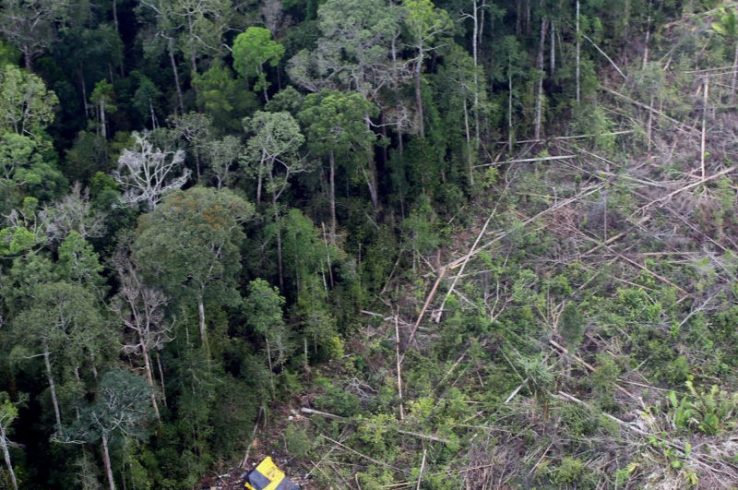 More Evidence Companies Won’t Meet 2020 Deforestation Targets