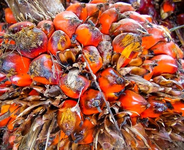 Shares in Sustainable Palm Oil Companies Outperform Those of Bad Actors by 25%