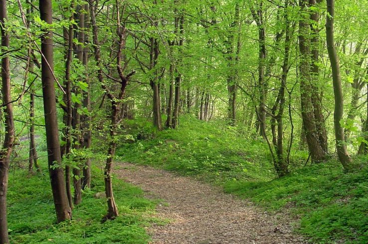 Forests, Farms, and the Global Carbon Sink: How Developing Countries Put Forests on the Climate Agenda