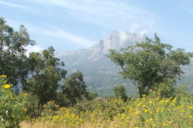 Saving the Island in the Sky: Malawi Residents Protect Trees in the Mulanje Mountain Region