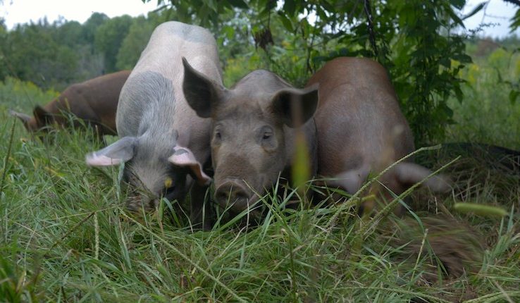 Investors say Agroforestry Isn’t Just Climate Friendly — It’s Also Profitable