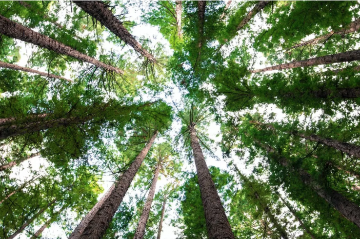 Could 2021 be a turning point for forests and climate change?