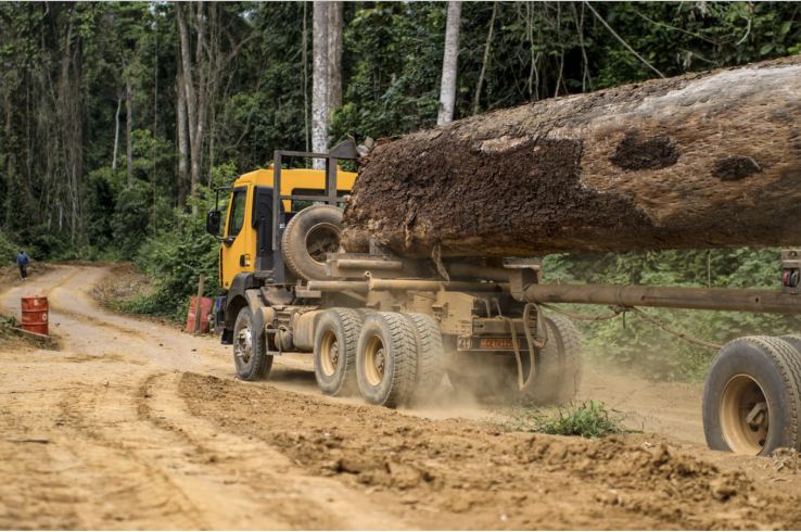 Vietnam’s timber legality program not making a dent in risky wood imports