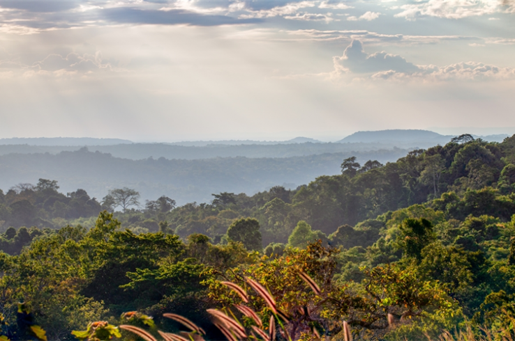 <b>Addressing the Climate and Biodiversity Crises:</b></br>WCS and Everland Forge a New REDD+ Partnership