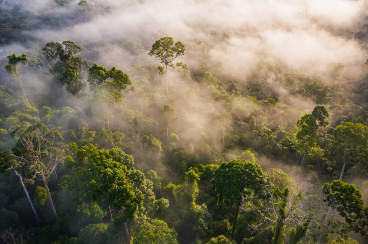 New EM Insights Webinar on Article 6 of the Paris Agreement and the Voluntary Carbon Markets