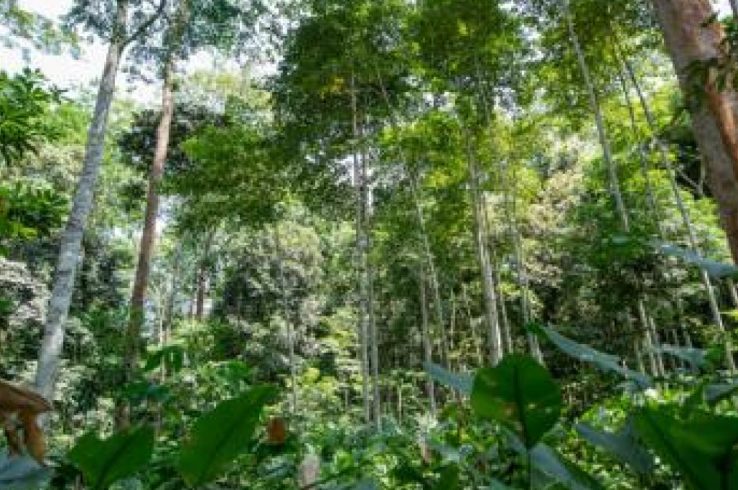 FSC launches its Climate Coalition at COP27 to drive progress on forest-based climate solutions