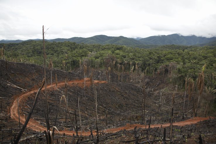 World faces a major “Gigaton Gap” on finance for forests, new research says