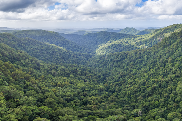 Why the World Needs Millions of Trees — and How to Plant Them Right