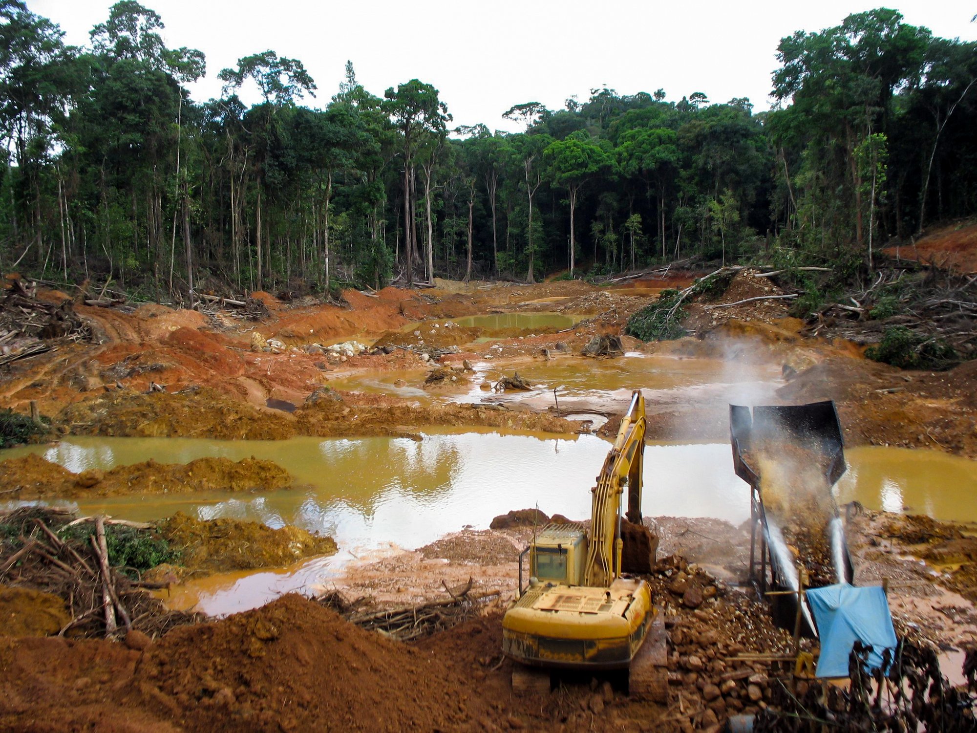 How to best halt and reverse deforestation? Largest study of its