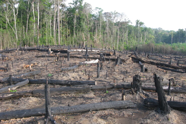 <i>Opinion</i> <br>It’s time to stand up and take action – protecting forests is too important to wait