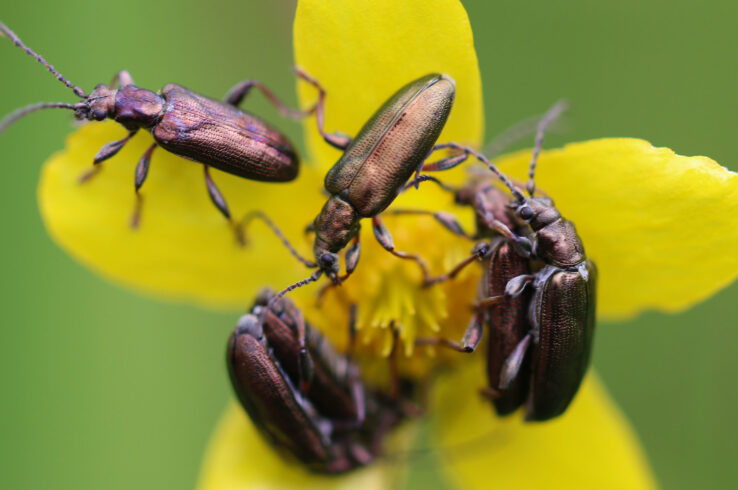 Beetles in a Pay Stack: Stacking and Bundling in Biodiversity Credit Markets